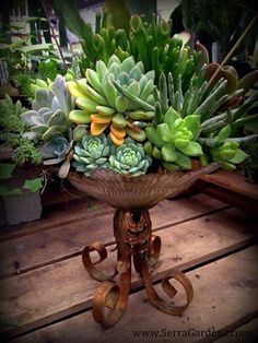 This beautiful vintage container garden courtesy of Nature Containers Vintage Garden Art is one of the treasures in our new shade house retail area