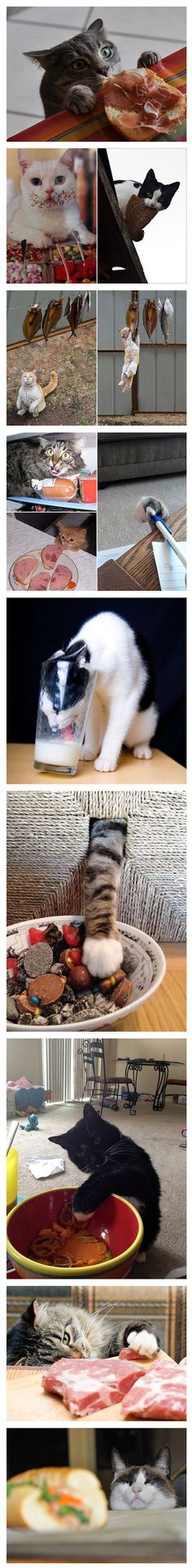 I Are SNEAKY! <a class="pintag" href="/explore/cats/" title="#cats explore Pinterest">#cats</a>