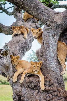 Meeting of the Ladies...Photo: Bobby-Jo Clow -- Lions