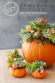 A pretty pumpkin centerpiece using real pumpkins and succulents! Easy DIY!