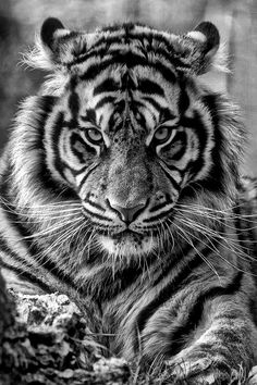 just a black and white photo of a tiger, but had to pin it on this board, stunning photo