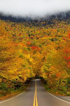 Tree Tunnel, Smuggler???s Notch State Park, Vermont