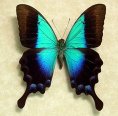 Rare Blue Glosswing Butterfly Framed Papilio by REALBUTTERFLYGIFTS, $49.99