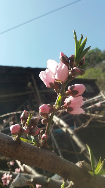 梨山水蜜桃