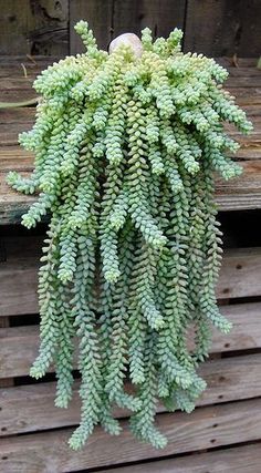 Donkey tail succulents - love