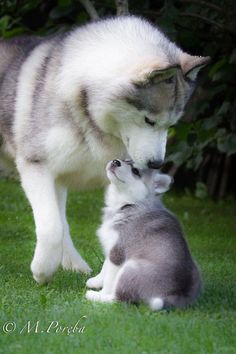 Siberian huskies...simply stunning mom and baby!
