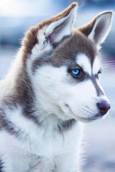 Siberian Husky, Russia | Amazing Travel Pictures - Amazing Pictures, Images, Photography from Travels All Aronud the World