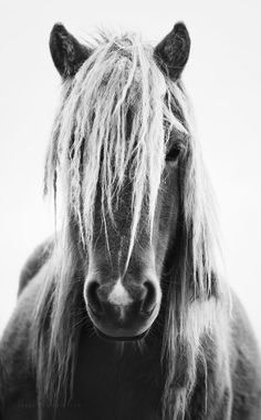 Gorgeous black and white horse photo