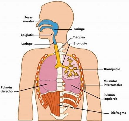 Estructura y partes del sistema respiratorio