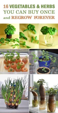 16 Vegetables &amp; Herbs You Can Buy Once and Regrow Forever ??? Gardening Tips ??? Gardening ideas