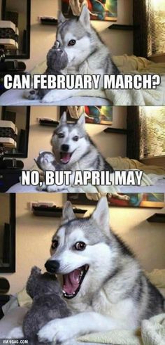 So punny. I love memes with this dog!!!!!!! This dog is my spirit animal