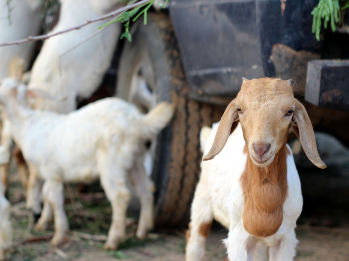 Petite chèvre, Thaïlande
