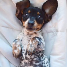 &#39;Hi, there&#39; - Adorable Little Reese the Miniature Dachshund Puppy