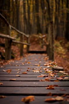 autumn leaves on the path | nature photography