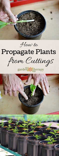 How to Propagate Plants from Cuttings