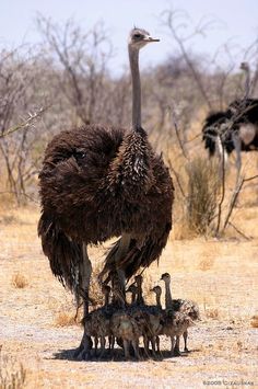 Ostrich Chicks in Etosha National Park Namibia