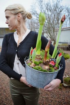 Now&#39;s the time to start planning your Amaryllis bulb planters!