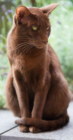 The Havana Brown Cat - Cat Breeds Encyclopedia