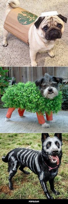 Get your fur child ready for Halloween with 15 of the Best DIY Halloween Dog Costumes Out There
