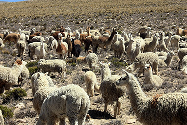 PERÚ CON ADITIVOS: IGUAZÚ E ISLA DE PASCUA - Blogs de Peru - VIAJE HASTA EL VALLE DEL COLCA: PATAPAMPA Y CHIVAY (5)