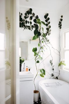 Kletterpflanze im Badezimmer - Indoor Green : Living with Plants