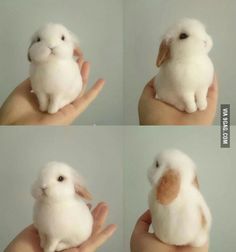 Adorable &amp; photogenic bunny.