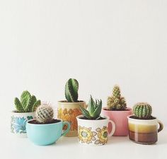 Cactus in coffee mugs.