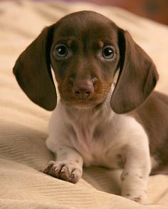 adorable doxie pup