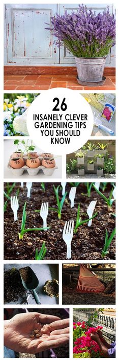 26 Insanely Clever Gardening Tips You Should Know