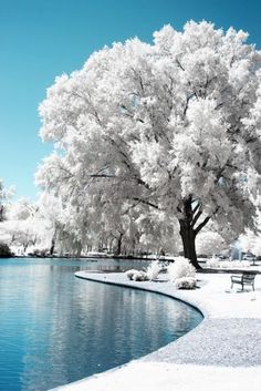 Winter wonderland -snow covered tree