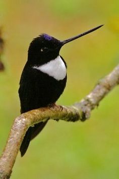The collared inca is a species of hummingbird found in humid Andean forests from western Venezuela, through Colombia and Ecuador, to Peru and Bolivia. It is very distinctive and unique in having a white chest-patch and white on the tail.