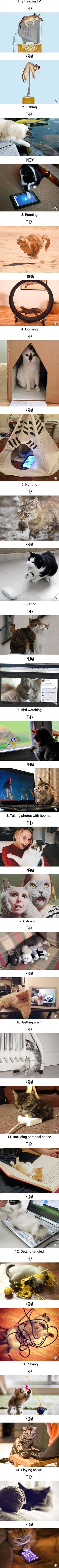 Then vs Meow: How Technology Has Changed Cats??? Lives (via 9gag)