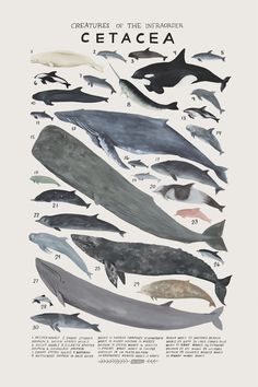 Natural history art prints by Kelsey Oseid <a class="pintag" href="/explore/whales/" title="#whales explore Pinterest">#whales</a> <a class="pintag searchlink" data-query="%23sealife" data-type="hashtag" href="/search/?q=%23sealife&rs=hashtag" rel="nofollow" title="#sealife search Pinterest">#sealife</a> <a class="pintag" href="/explore/nursery/" title="#nursery explore Pinterest">#nursery</a> <a class="pintag" href="/explore/ocean/" title="#ocean explore Pinterest">#ocean</a>???