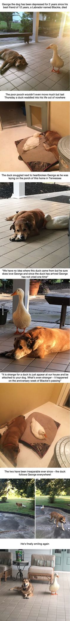 This dog was depressed for 2 years after his best friend died, but then this duck showed up...