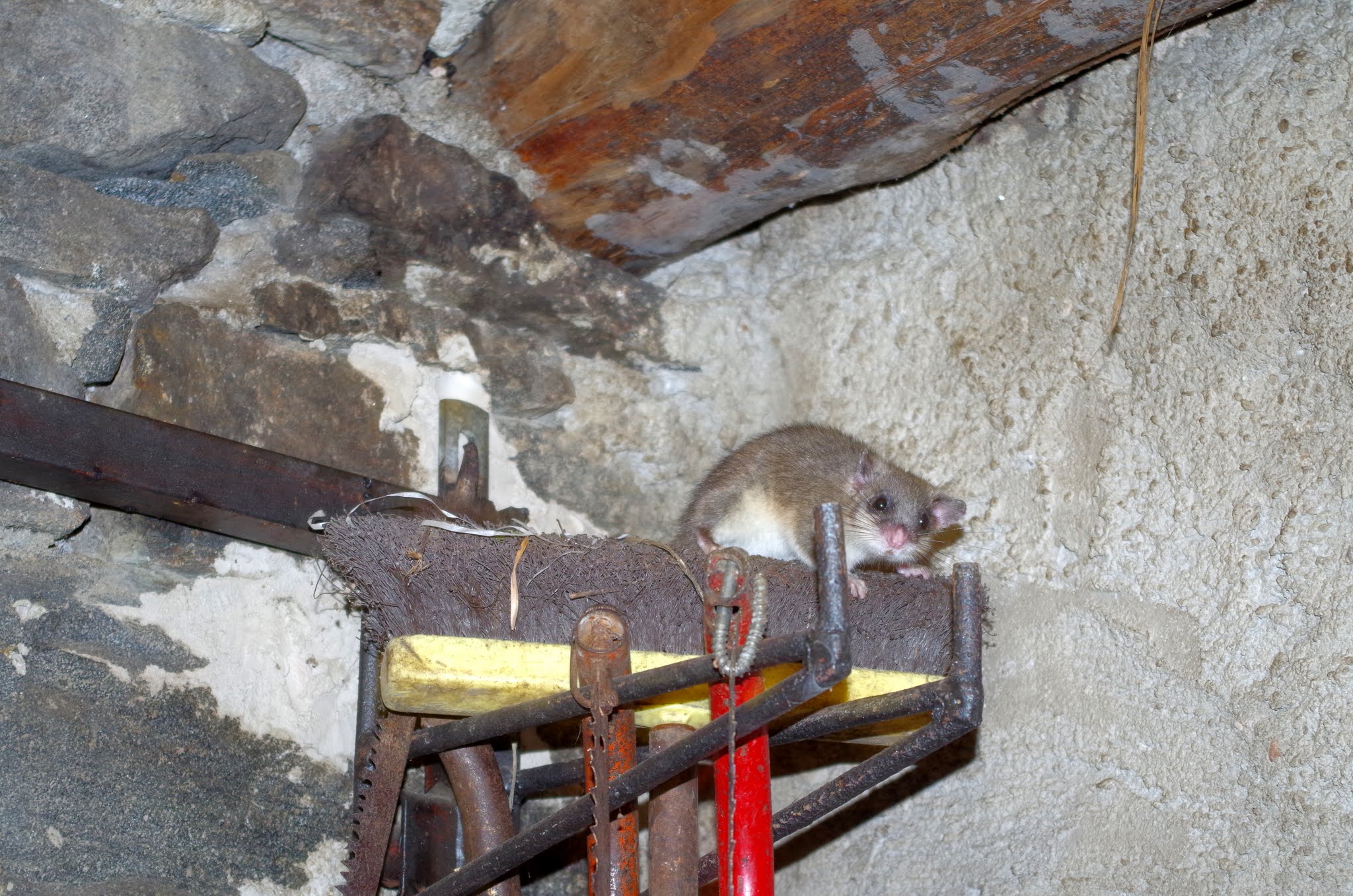 Соня-полчок