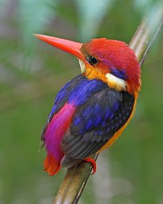 ???Black-backed Kingfisher also known as the Oriental dwarf-kingfisher (Ceyx erithaca)