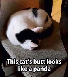 Funny Animal Pictures Of The Day ??? 19 Pics