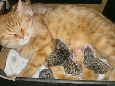 Mama cat Sonya adopted four orphaned hedgehog babies when they were rescued after losing their Mama, and cared for them alongside her own kitten!! <3