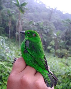 . Glistening-green Tanager