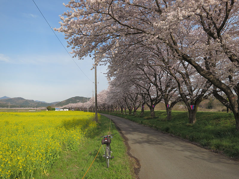 都幾川の桜と奥武蔵の山村巡り 17 04 10 幅員5 5m未満をゆく