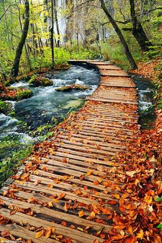 Autumn Path in Plitvice Lakes National Park, Croatia