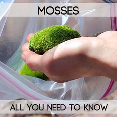 Growing moss is easier than you think and can provide great health benefits. Learn types of moss, and how to grow moss indoors.