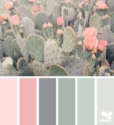 { cacti color } image via: @1lifethroughthelens