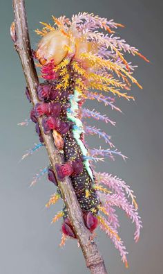 A royal moth caterpillar