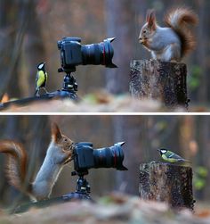 (6) Some Russian photographer captures the cutest squirrel photo session ever - Imgur