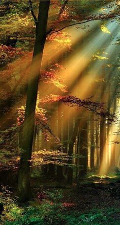 Golden rays in the Schwarzwald - Black Forest of Germany <a class="pintag searchlink" data-query="%23AroundTheWorld" data-type="hashtag" href="/search/?q=%23AroundTheWorld&rs=hashtag" rel="nofollow" title="#AroundTheWorld search Pinterest">#AroundTheWorld</a>