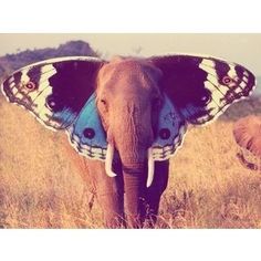 Elephant combined with butterfly - combining animals to create new ones / making an animals out of others