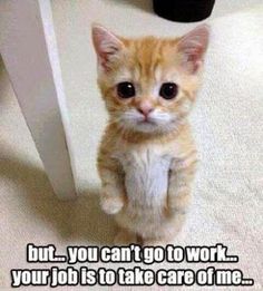Top 40 Funny animal picture quotes <a class="pintag" href="/explore/funny/" title="#funny explore Pinterest">#funny</a> quotes
