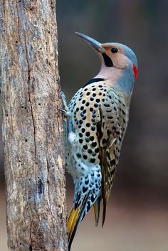 Male Northern Flicker Woodpecker by Jason Paluck