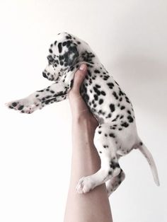 Dalmatian puppy!!! ??????